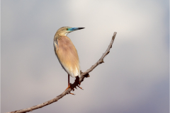 Z08_5683-Edit-2