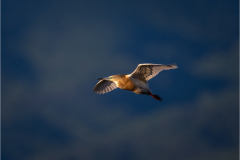 Z08_6274-Edit