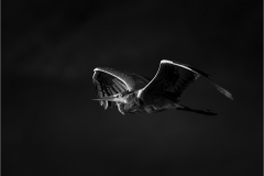 Z08_6300-Edit