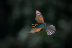 Z08_7012-Edit