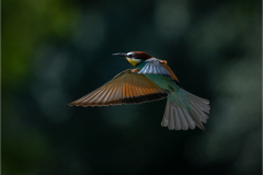 Z08_7281-Edit