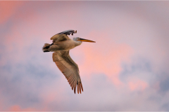 Z62_1343-Edit
